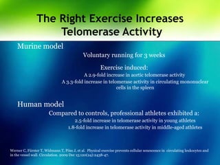 The Right Exercise Increases
Telomerase Activity
Murine model
Voluntary running for 3 weeks
Exercise induced:
A 2.9-fold increase in aortic telomerase activity
A 3.3-fold increase in telomerase activity in circulating mononuclear
cells in the spleen
Human model
Compared to controls, professional athletes exhibited a:
2.5-fold increase in telomerase activity in young athletes
1.8-fold increase in telomerase activity in middle-aged athletes
Werner C, Fürster T, Widmann T, Pöss J, et al. Physical exercise prevents cellular senescence in circulating leukocytes and
in the vessel wall. Circulation. 2009 Dec 15;120(24):2438-47.
 