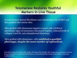 Telomerase Restores Youthful
Markers in Live Tissue
Normal human dermal fibroblasts were transfected with hTERT and
then grafted onto mouse skin.
Mice grafted with telomerase-negative control cells exhibited
phenotypic signs of senescence (increased fragility, reduced levels of
collagen I and III, and subepidermal blistering).
Mice grafted with telomerase+ cells exhibited a youthful
phenotype, despite the same number of replications.
Funk WD, Wang CK, Shelton DN, Harley CB, Pagon GD, Hoeffler WK. Telomerase expression restores
dermal integrity to in vitro-aged fibroblasts in a reconstituted skin model. Exp Cell Res. 2000 Aug
1;258(2):270-8.
 