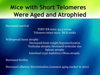 Mice with Short Telomeres
Were Aged and Atrophied
Decreased survival
TERT-ER mice: 43.5 versus
Telomere-intact mice: 86.8 weeks
Widespread tissue atrophy
Decreased brain weight/hypomyelination
Testicular atrophy/decreased testicular size
Splenic atrophy
Intestinal crypt depletion/villous atrophy
Decreased fertility
Decreased olfactory discrimination (common aging marker in mice)
 