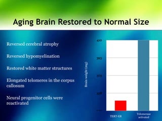Aging Brain Restored to Normal Size
Reversed cerebral atrophy
Reversed hypomyelination
Restored white matter structures
Elongated telomeres in the corpus
callosum
Neural progenitor cells were
reactivated
TERT-ER
Telomerase
activated
Brainweight(mg)
P=0.02
 