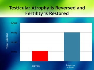 Testicular Atrophy is Reversed and
Fertility is Restored
P=0.0001
TERT-ER
Telomerase
activated
Testesweight(g)
 