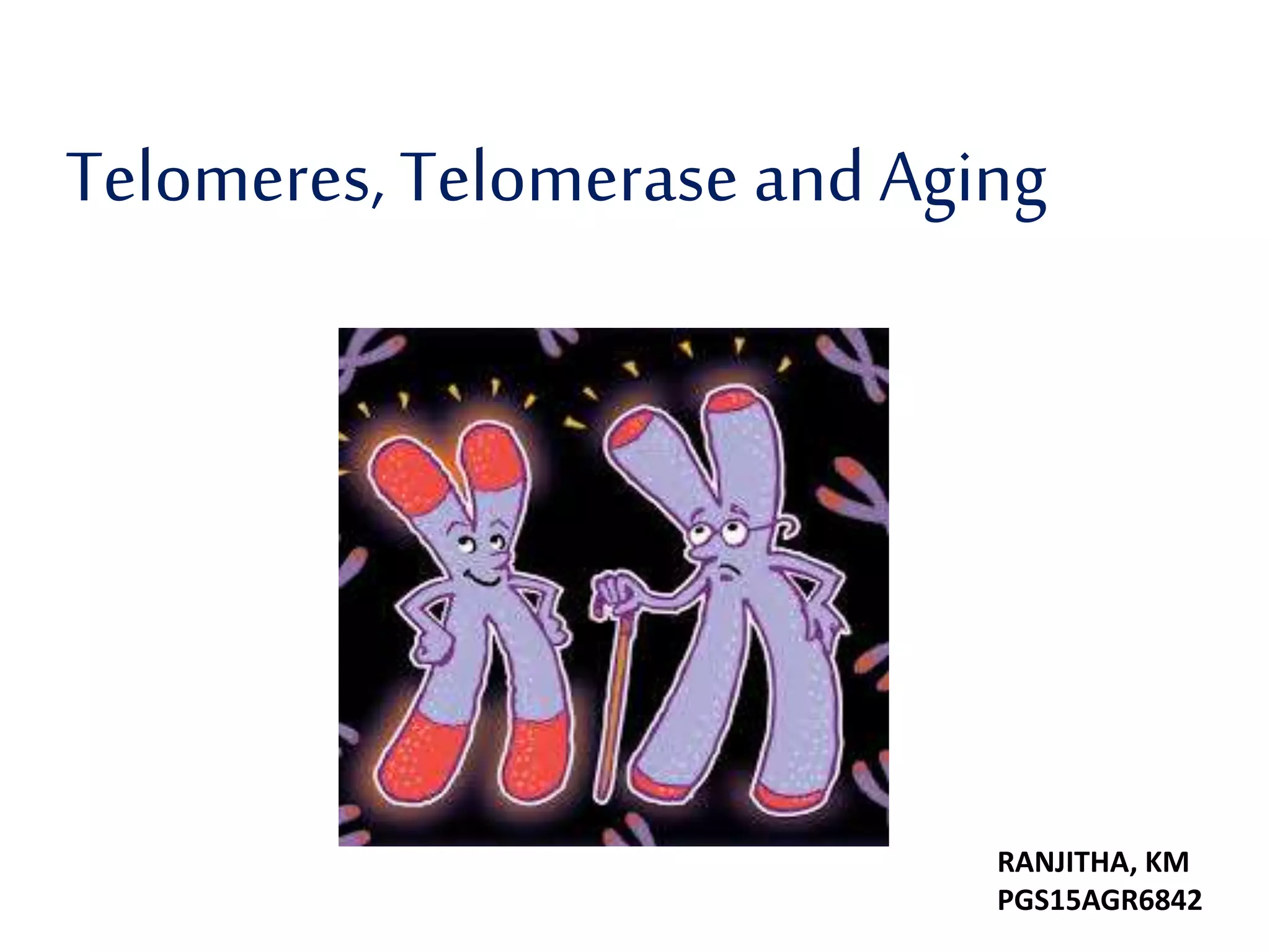 Telomere Telomerase And Aging Pptx