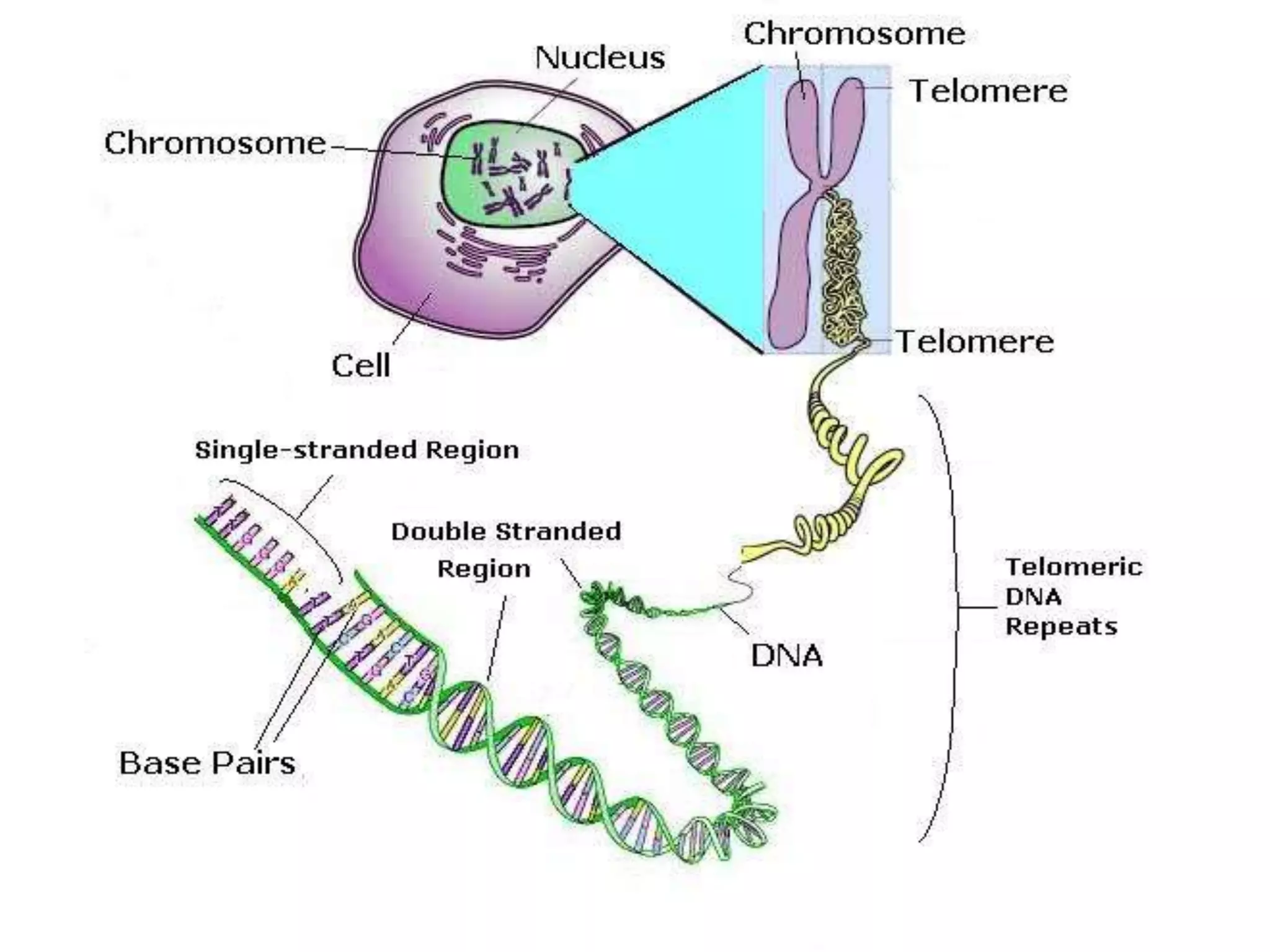 Telomere Telomerase And Aging Pptx