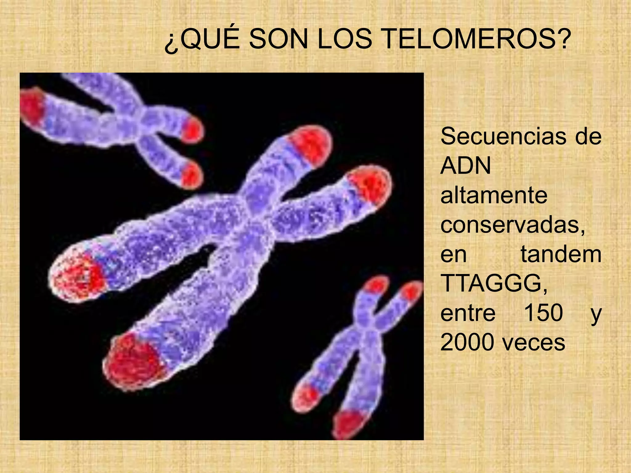 Telomerasa en el envejecimiento y cancer | PPTX