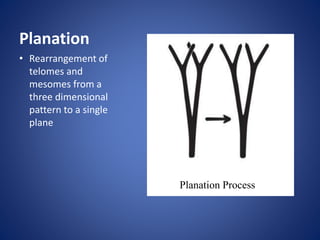 Planation
Planation Process
• Rearrangement of
telomes and
mesomes from a
three dimensional
pattern to a single
plane
 