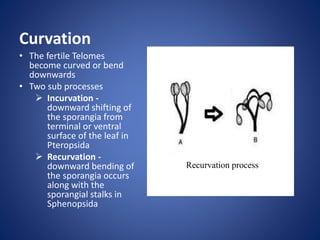 Curvation
Recurvation process
• The fertile Telomes
become curved or bend
downwards
• Two sub processes
 Incurvation -
downward shifting of
the sporangia from
terminal or ventral
surface of the leaf in
Pteropsida
 Recurvation -
downward bending of
the sporangia occurs
along with the
sporangial stalks in
Sphenopsida
 
