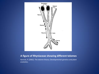 A figure of Rhyniaceae showing different telomes
Kenrick, P. (2002). The telome theory. Developmental genetics and plant
evolution,
 