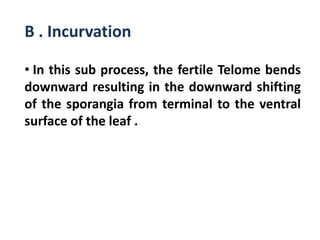 B . Incurvation
• In this sub process, the fertile Telome bends
downward resulting in the downward shifting
of the sporangia from terminal to the ventral
surface of the leaf .
 