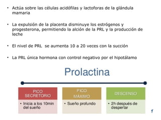 • Actúa sobre las células acidófilas y lactoforas de la glándula
mamaria
• La expulsión de la placenta disminuye los estrógenos y
progesterona, permitiendo la alción de la PRL y la producción de
leche
• El nivel de PRL se aumenta 10 a 20 veces con la succión
• La PRL única hormona con control negativo por el hipotálamo
 