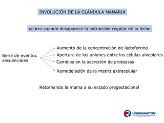 INVOLUCIÓN DE LA GLÁNDULA MAMARIA
ocurre cuando desaparece la extracción regular de la leche
Serie de eventos
secuenciales
Aumento de la concentración de lactoferrina
Apertura de las uniones entre las células alveolares
Cambios en la secreción de proteasas
Remodelación de la matriz extracelular
Retornando la mama a su estado pregestacional
 