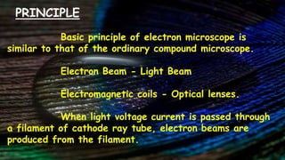 PRINCIPLE
Basic principle of electron microscope is
similar to that of the ordinary compound microscope.
Electron Beam - Light Beam
Electromagnetic coils - Optical lenses.
When light voltage current is passed through
a filament of cathode ray tube, electron beams are
produced from the filament.
 
