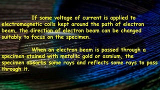 If some voltage of current is applied to
electromagnetic coils kept around the path of electron
beam, the direction of electron beam can be changed
suitably to focus on the specimen.
When an electron beam is passed through a
specimen stained with metallic gold or osmium, the
specimen absorbs some rays and reflects some rays to pass
through it.
 