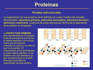Proteínas
Niveles estructurales
La organización de una proteína viene definida por cuatro niveles estructurales
denominado...