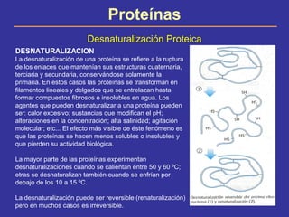 Proteínas
Desnaturalización Proteica
DESNATURALIZACION
La desnaturalización de una proteína se refiere a la ruptura
de los...
