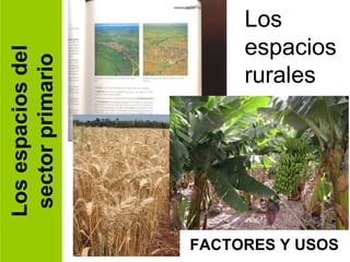 Los espacios del sector primario Los espacios rurales FACTORES Y USOS 