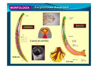 MORFOLOGÍA Ancylostoma duodenaleAncylostoma duodenale
10-20 mm
8-11 mm
2 pares de colmillos
 
