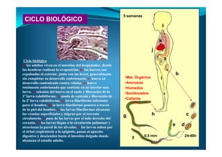 CICLO BIOLÓGICO
Ciclo biológico
a: los adultos viven en el intestino del hospedador, donde
las hembras realizan la ovoposición. b: los huevos son
expulsados al exterior, junto con las heces, generalmente
sin completar su desarrollo embrionario. c: huevo en
desarrollo conteniendo cuatro células. d: huevo
totalmente embrionado que contiene en su interior una
larva. e: eclosión del huevo en el suelo y liberación de la
1ª larva rabditiforme. f: muda de cutícula y liberación de
la 2ª larva rabditiforme. g: larva filariforme infestante
para el hombre. h: la larva filariforme penetra a través
de la piel del hombre. i: las larvas filariformes alcanzan
las vénulas superficiales y migran por el torrente
circulatorio. j: paso de las larvas por el lado derecho del
corazón. k: las larvas llegan a la circulación pulmonar y
atraviesan la pared de los alveolos. l: las larvas suben por
el árbol respiratorio a la epiglotis, pasan al aparato
digestivo y descienden hasta el intestino delgado donde
alcanzan el estadio adulto.
a
b
c
de
f
g h
i
j
k
l
•Mat. Orgánica
•Arenosos
•Húmedos
•Sombreados
•Caliente
0,5 mm
5 semanas
24-48h
 