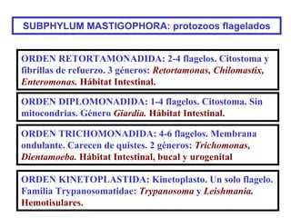 SUBPHYLUM MASTIGOPHORA: protozoos flagelados


ORDEN RETORTAMONADIDA: 2-4 flagelos. Citostoma y
fibrillas de refuerzo. 3 géneros: Retortamonas, Chilomastix,
Enteromonas. Hábitat Intestinal.

ORDEN DIPLOMONADIDA: 1-4 flagelos. Citostoma. Sin
mitocondrias. Género Giardia. Hábitat Intestinal.

ORDEN TRICHOMONADIDA: 4-6 flagelos. Membrana
ondulante. Carecen de quistes. 2 géneros: Trichomonas,
Dientamoeba. Hábitat Intestinal, bucal y urogenital

ORDEN KINETOPLASTIDA: Kinetoplasto. Un solo flagelo.
Familia Trypanosomatidae: Trypanosoma y Leishmania.
Hemotisulares.
 
