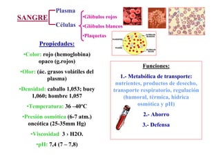 Plasma
SANGRE                     •Glóbulos rojos
               Células     •Glóbulos blancos
                           •Plaquetas
        Propiedades:
 •Color: rojo (hemoglobina)
       opaco (g.rojos)
                                                    Funciones:
•Olor: (ác. grasos volátiles del
            plasma)                        1.- Metabólica de transporte:
                                         nutrientes, productos de desecho,
•Densidad: caballo 1,053; buey          transporte respiratorio, regulación
    1,060; hombre 1,057                     (humoral, térmica, hídrica
   •Temperatura: 36 –40ºC                         osmótica y pH)

 •Presión osmótica (6-7 atm.)                       2.- Ahorro
   oncótica (25-35mm Hg)                           3.- Defensa
    •Viscosidad 3 › H2O.
      •pH: 7,4 (7 – 7,8)
 