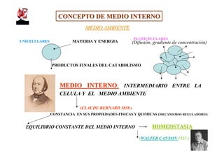 CONCEPTO DE MEDIO INTERNO
                               MEDIO AMBIENTE
                                                     PLURICELULARES
UNICELULARES             MATERIA Y ENERGIA          (Difusión, gradiente de concentración)



               PRODUCTOS FINALES DEL CATABOLISMO



                   MEDIO INTERNO: INTERMEDIARIO ENTRE LA
                   CELULA Y EL MEDIO AMBIENTE

                            (CLAUDE BERNARD 1858 )
               CONSTANCIA EN SUS PROPIEDADES FISICAS Y QUIMICAS (MECANISMOS REGULADORES)


  EQUILIBRIO CONSTANTE DEL MEDIO INTERNO                      HOMEOSTASIA

                                                        (WALTER CANNON 1925 )
 