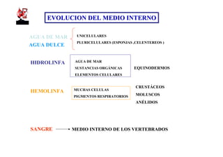EVOLUCION DEL MEDIO INTERNO

AGUA DE MAR    UNICELULARES
               PLURICELULARES (ESPONJAS ,CELENTEREOS )
AGUA DULCE


HIDROLINFA     AGUA DE MAR
               SUSTANCIAS ORGÁNICAS     EQUINODERMOS
               ELEMENTOS CELULARES


                                         CRUSTÁCEOS
HEMOLINFA     MUCHAS CELULAS
              PIGMENTOS RESPIRATORIOS    MOLUSCOS
                                         ANÉLIDOS




SANGRE        MEDIO INTERNO DE LOS VERTEBRADOS
 