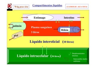 70 kg peso vivo
                    Compartimentos líquidos     42 LITROS DE AGUA TOTAL




                    Estómago                  Intestino


pulmón            Plasma sanguíneo
                                          Riñón
                  3 litros
piel

                  Líquido intersticial (10 litros)


                                                      Desplazamientos
  Líquido intracelular (30 litros)                    internos
                                                       Intercambio medio
                                                       ambiente
 