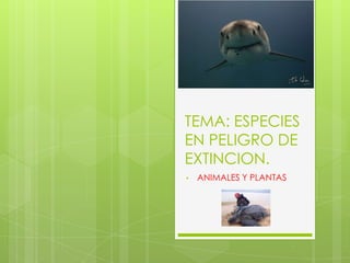 TEMA: ESPECIES EN PELIGRO DE EXTINCION. ,[object Object],[object Object]