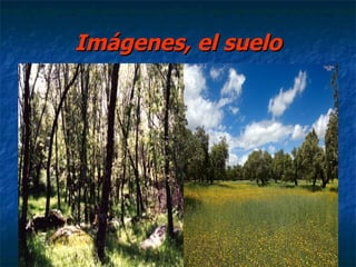 Imágenes, el suelo
 