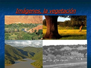 Imágenes, la vegetación
 