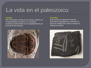 Trilobites.
Eran artrópodos marinos con el cuerpo cubierto por
un exoesqueleto de quitina. Las crucianas
constituyen pistas fósiles de su desplazamiento por
el fondo de los océanos.
Graptolitos
Eran diminutos organismos marinos
planctónicos agrupados en colonias con
forma de varillas Solo vivieron durante el
Paleozoico inferior.
 