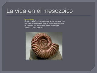 Ammonites.
Molusco cefalópodos nadador y activo cazador, con
una concha externa en espiral, divida internamente
en cámara. Era abundante en los mares del
Jurásico y del Cretácico.
 