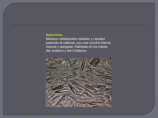 Belemnitas.
Molusco cefalópodos nadador y cazador
parecido al calamar, con una concha interna
maciza y alargada. Habitada en los mares
del Jurásico y del Cretácico.
 