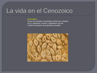 Nummulites
Grupo de animales unicelulares bentónicos, dotados
de un caparazón circular y aplastados que les
confiere el aspecto de pequeñas monedas.
 