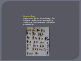 Micromamíferos
Los diminutos dientes de roedores son los
fósiles de mamíferos más abundantes y
resultan muy útiles para datar yacimientos
arqueológicos.
 