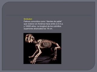 Smilodon
Felinos conocidos como “dientes de sable”
que vivieron en América hace entre 2,5 m.a.
y 10000 años. La longitud de los colmillos
superiores alcanzaba los 18 cm.
 