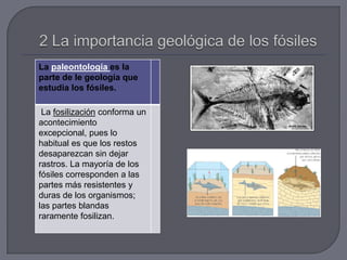 La paleontología es la
parte de le geología que
estudia los fósiles.
La fosilización conforma un
acontecimiento
excepcional, pues lo
habitual es que los restos
desaparezcan sin dejar
rastros. La mayoría de los
fósiles corresponden a las
partes más resistentes y
duras de los organismos;
las partes blandas
raramente fosilizan.
 