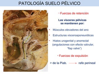 Patologías del suelo pélvico: alteraciones anatómicas y