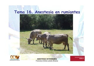 Tema 16. Anestesia en rumiantes
ANESTESIA VETERINARIA
Francisco Ginés Laredo Álvarez
 