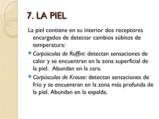 7. LA PIEL7. LA PIEL
La piel contiene en su interior dos receptores
encargados de detectar cambios súbitos de
temperatura:
Corpúsculos de Ruffini: detectan sensaciones de
calor y se encuentran en la zona superficial de
la piel. Abundan en la cara.
Corpúsculos de Krause: detectan sensaciones de
frío y se encuentran en la zona más profunda de
la piel. Abundan en la espalda.
 