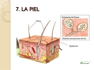 7. LA PIEL7. LA PIEL
 