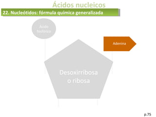 Ácidos nucleicos
p.75
Desoxirribosa
o ribosa
Ácido
fosfórico
Adenina
22. Nucleótidos: fórmula química generalizada
 