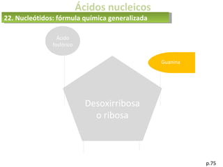 Ácidos nucleicos
p.75
Desoxirribosa
o ribosa
Ácido
fosfórico
Guanina
22. Nucleótidos: fórmula química generalizada
 
