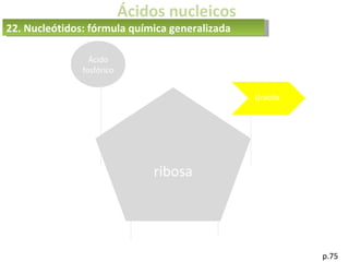 Ácidos nucleicos
p.75
ribosa
Ácido
fosfórico
Uracilo
22. Nucleótidos: fórmula química generalizada
 
