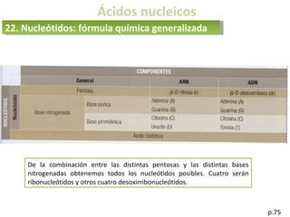 Ácidos nucleicos
p.75
22. Nucleótidos: fórmula química generalizada
De la combinación entre las distintas pentosas y las distintas bases
nitrogenadas obtenemos todos los nucleótidos posibles. Cuatro serán
ribonucleótidos y otros cuatro desoxirribonucleótidos.
 