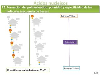 Ácidos nucleicos
22. Formación del polinucleótido: polaridad y especificidad de las
moléculas (secuencia de bases)
p.75
Extremo 5’ libre
Extremo 3’ libre
Polaridad
El sentido normal de lectura es 5’ 3’
 