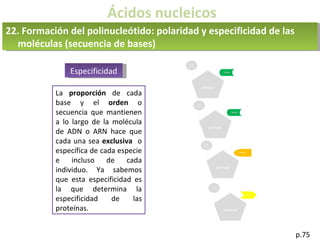 Ácidos nucleicos
p.75
22. Formación del polinucleótido: polaridad y especificidad de las
moléculas (secuencia de bases)
Especificidad
La proporción de cada
base y el orden o
secuencia que mantienen
a lo largo de la molécula
de ADN o ARN hace que
cada una sea exclusiva o
específica de cada especie
e incluso de cada
individuo. Ya sabemos
que esta especificidad es
la que determina la
especificidad de las
proteínas.
 