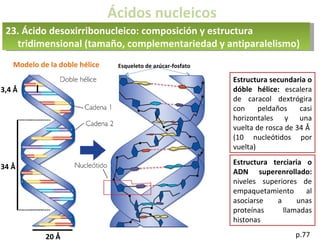 Ácidos nucleicos
p.77
23. Ácido desoxirribonucleico: composición y estructura
tridimensional (tamaño, complementariedad y antiparalelismo)
Modelo de la doble hélice
20 Å
3,4 Å
34 Å
Estructura secundaria o
dóble hélice: escalera
de caracol dextrógira
con peldaños casi
horizontales y una
vuelta de rosca de 34 Å
(10 nucleótidos por
vuelta)
Esqueleto de azúcar-fosfato
Estructura terciaria o
ADN superenrollado:
niveles superiores de
empaquetamiento al
asociarse a unas
proteínas llamadas
histonas
 
