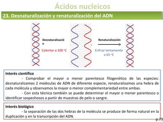 Ácidos nucleicos
23. Desnaturalización y renaturalización del ADN
RenaturalizaciónDesnaturalizació
n
Calentar a 100 o
C Enfriar lentamente
a 65 o
C
Interés científico
- Comprobar el mayor o menor parentesco filogenético de las especies:
desnaturalizamos 2 moléculas de ADN de diferente especie, renaturalizamos una hebra de
cada molécula y observamos la mayor o menor complementariedad entre ambas.
- Con esta técnica también se puede determinar el mayor o menor parentesco o
identificar sospechosos a partir de muestras de pelo o sangre.
Interés biológico
- la separación de las dos hebras de la molécula se produce de forma natural en la
duplicación y en la transcripción del ADN.
p.79
 
