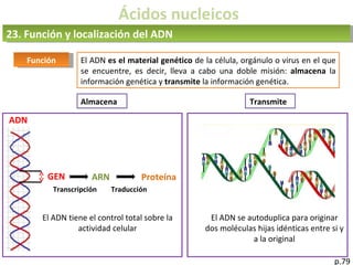 Ácidos nucleicos
23. Función y localización del ADN
p.79
Función El ADN es el material genético de la célula, orgánulo o virus en el que
se encuentre, es decir, lleva a cabo una doble misión: almacena la
información genética y transmite la información genética.
Almacena Transmite
GEN ARN Proteína
Transcripción Traducción
ADN
El ADN tiene el control total sobre la
actividad celular
El ADN se autoduplica para originar
dos moléculas hijas idénticas entre si y
a la original
 