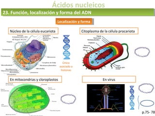 Ácidos nucleicos
23. Función, localización y forma del ADN
p.75- 78
Localización y forma
Núcleo de la célula eucariota Citoplasma de la célula procariota
En mitocondrias y cloroplastos En virus
Único
asociado a
histonas
 